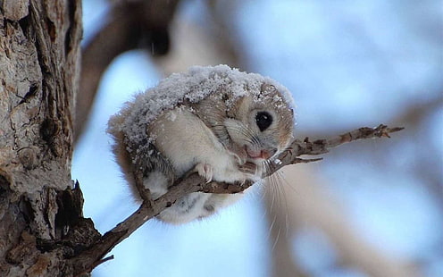 Tier, fliegendes Eichhörnchen, japanisches zwergisches fliegendes Eichhörnchen, das japanische zwergische fliegende Eichhörnchen, HD-Hintergrundbild HD wallpaper