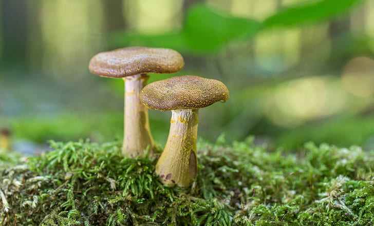 depth of field photography of two beige mushroom, gallica, gallica, Armillaria gallica, depth of field, photography, beige, mushroom, armillaria  gallica, macro, mycology, moss, champignon, Canon EOS 6D, fungi, forest, fungus, Pilz, nature, outdoor, bokeh, autumn, food, close-up, freshness, brown, cap, HD wallpaper