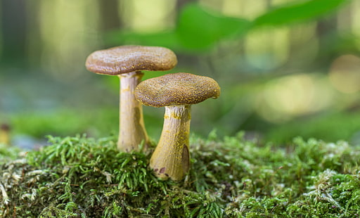 depth of field photography of two beige mushroom, gallica, gallica, Armillaria gallica, depth of field, photography, beige, mushroom, armillaria  gallica, macro, mycology, moss, champignon, Canon EOS 6D, fungi, forest, fungus, Pilz, nature, outdoor, bokeh, autumn, food, close-up, freshness, brown, cap, HD wallpaper HD wallpaper
