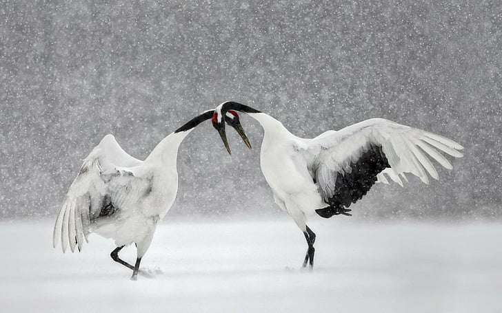 Vögel, Kran, Vogel, japanischer Kran, Schneefall, wild lebende Tiere, Winter, HD-Hintergrundbild
