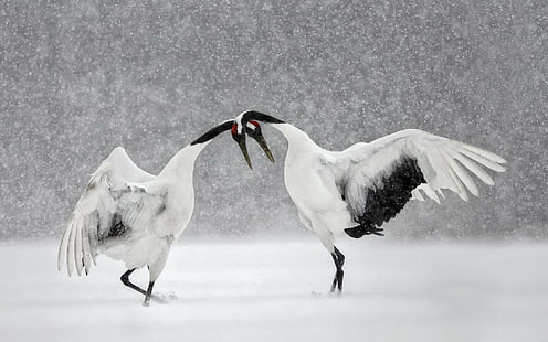 الطيور ، الرافعة ، الطيور ، الرافعة اليابانية ، تساقط الثلوج ، الحياة البرية ، الشتاء، خلفية HD HD wallpaper