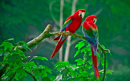 Papagaios adoráveis, 2 pássaros de arara, pássaros, adoráveis, papagaios, HD papel de parede HD wallpaper