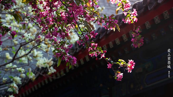 flowers, Chinese architecture, The Imperial Palace, HD wallpaper