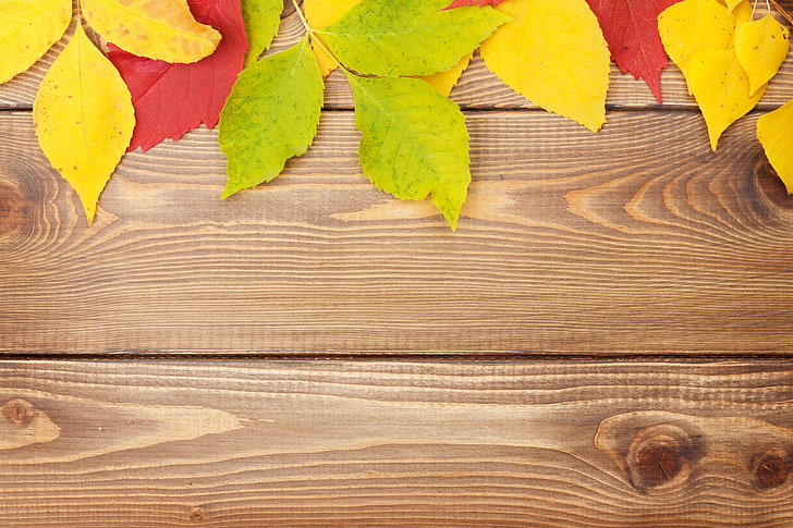 folhas verdes, amarelas e vermelhas, fundo, árvore, colorido, madeira, textura, outono, folhas, folhas de outono, HD papel de parede
