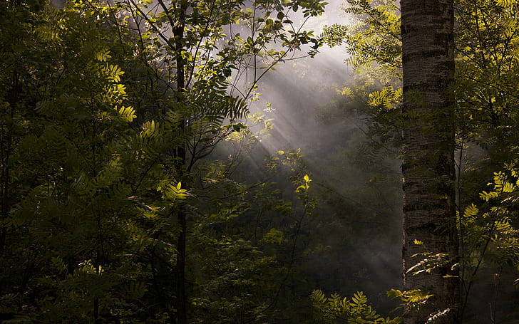 природа, густой лес, лес, солнечные лучи, туман, листва, пятнистый солнечный свет, HD обои