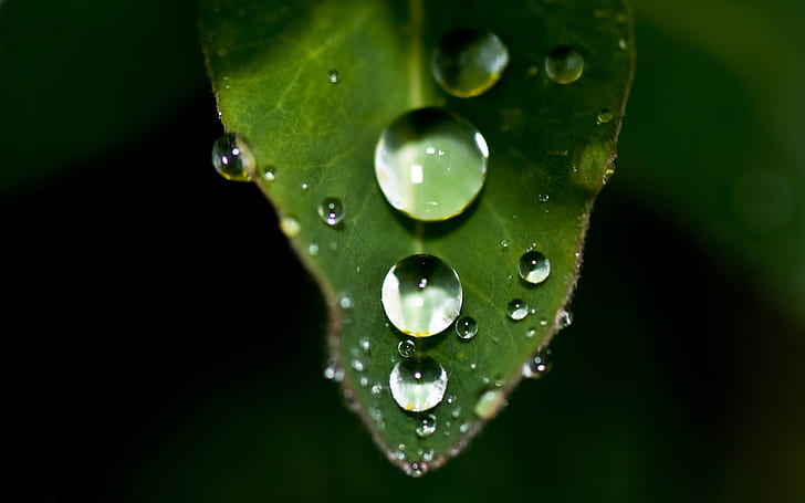 Plant close-up, leaf, water drops, Plant, Leaf, Water, Drops, HD wallpaper