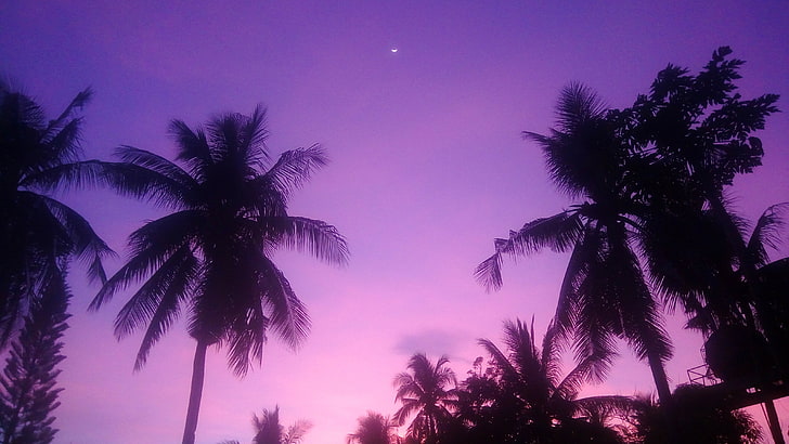 coconut trees, colorful, purple background, purple, palm trees, shadow, beach, retrowave, sun rays, HD wallpaper