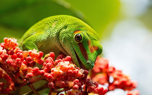 الزواحف Phelsuma Grandis Lizards من المجموعة Pelsuma Giant Day Gecko من مدغشقر خلفيات عالية الدقة لسطح المكتب الكمبيوتر المحمول اللوحي والهواتف المحمولة 3840 × 2400، خلفية HD HD wallpaper