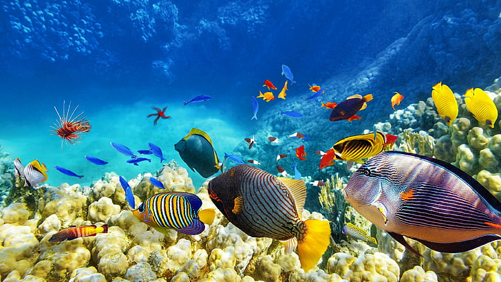 school of fish, fish, coral reef, ecosystem, marine biology, coral reef fish, underwater, colorful, fishes, coral, reef, sea, photography, blue sea, water, HD wallpaper