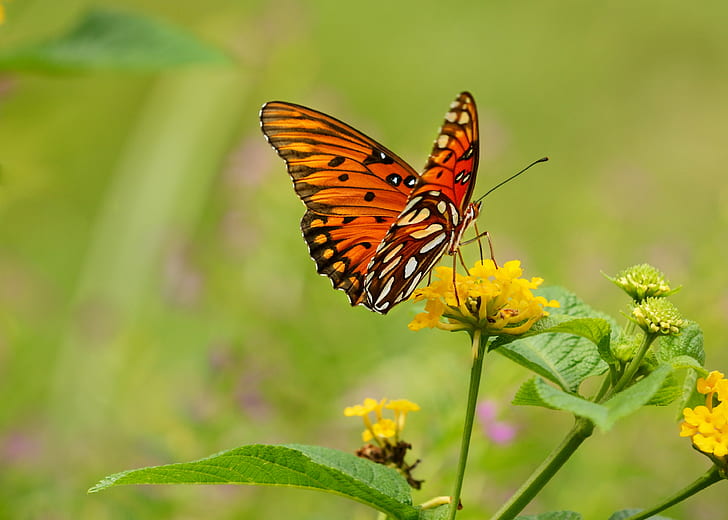 Fritillary Butterfly on yellow flower during daytime, lantana, fritillary, lantana, Gulf Fritillary, Feeding, Lantana, Butterfly, yellow, flower, daytime, AF, VR, Zoom, 70-200mm, f/2, 8G, IF, ED, Agraulis vanillae, alabama, animals, annual, Birmingham, butterfly  flower, insect, Mountain Brook, nectar, NIKON D7000, TC, II, 4x, Teleconverter, Passion Butterfly, plants, wildlife, butterfly - Insect, nature, summer, animal, animal Wing, beauty In Nature, multi Colored, close-up, HD wallpaper