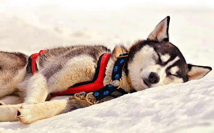 взрослый бело-серый аляскинский маламут, собака, хаски, морда, сон, трава, команда, HD обои