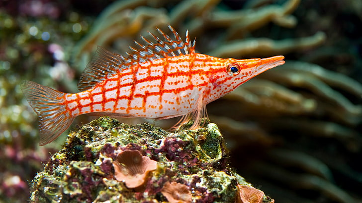 foto di barriera corallina di pesci tropicali, Sfondo HD