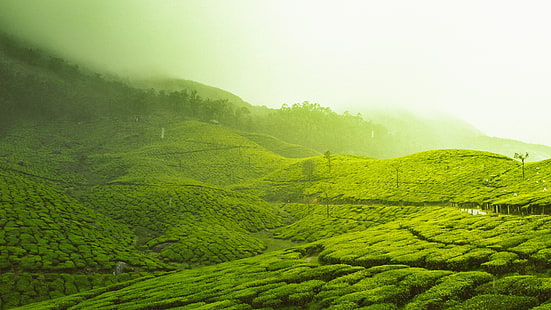 Kerala, India, Asia, Munnar, piantagione di tè, piantagione, area rurale, nebbia, nebbia, valle, pendio, collina, verde, natura, Sfondo HD HD wallpaper