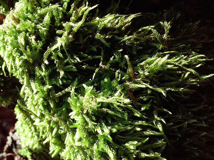 moss, HD wallpaper