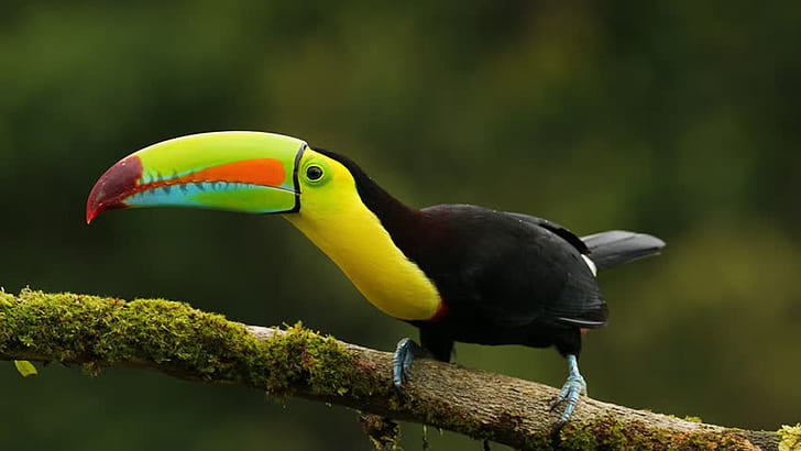 Keel Billed Toucan Bird Fotos Für Desktop-Hintergründe Hd 1920 × 1080, HD-Hintergrundbild