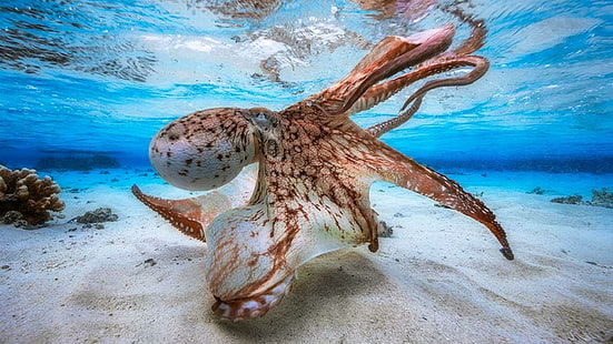 octopus, underwater, clear, water, water world, HD wallpaper HD wallpaper