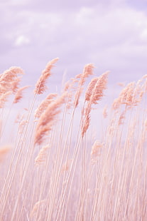 Рогоз трава, трава, ветер, розовый, поле, HD обои HD wallpaper