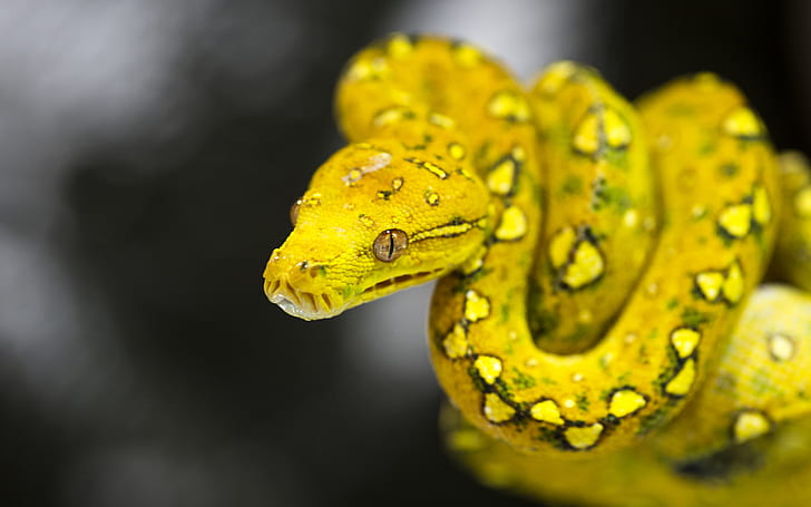 노란 뱀 사진 녹색 나무 파이썬 (morelia Viridis) 장식 Hd 벽지 2560 × 1600, HD 배경 화면