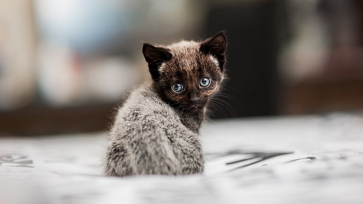 短い髪の灰色の子猫、子猫、猫、被写界深度、動物、 HDデスクトップの壁紙
