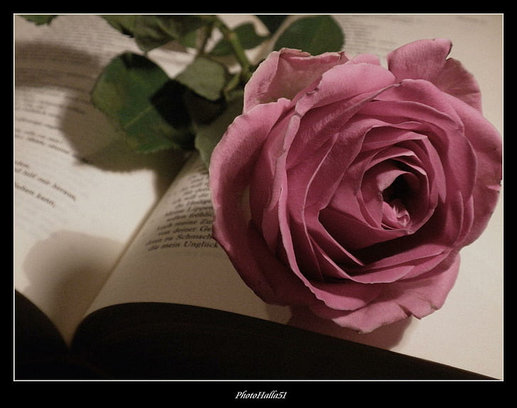 Untouched Memories, flower, book, soft, rose, pink, nature and landscapes, HD wallpaper