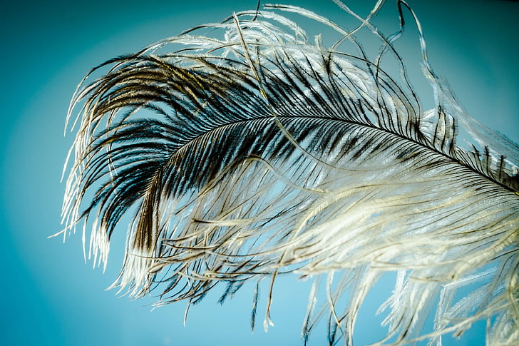 close up, feather, hairs, macro, plume, stands, HD wallpaper