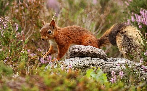 Tiere, Eichhörnchen, Säugetiere, wild lebende Tiere, Natur, HD-Hintergrundbild HD wallpaper