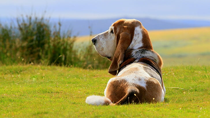 picture of a basset hound dog, HD wallpaper