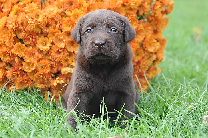 chocolate Labrador retriever puppy, puppy, muzzle, flowers, grass, HD wallpaper