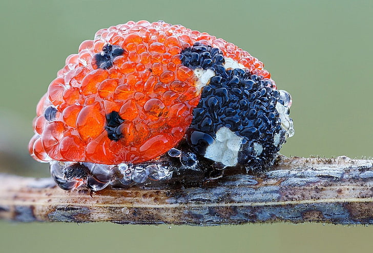 ladybugs, doğa, HD masaüstü duvar kağıdı