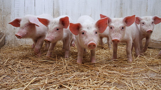 five white pigs, pig, hay, much, piggery, HD wallpaper HD wallpaper