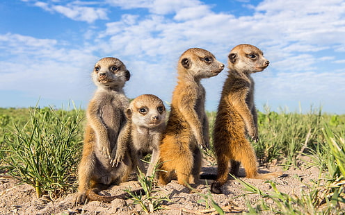 Primer plano de animales, suricatas, cuatro animales marrones, animales, suricatas, Fondo de pantalla HD HD wallpaper