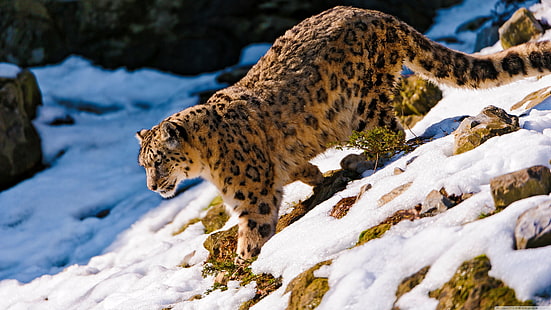 animal amarelo e preto, leopardos da neve, animais, natureza, leopardo (animal), neve, leopardo, leopardo da neve, HD papel de parede HD wallpaper