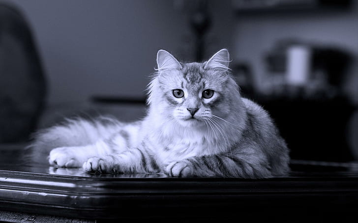 Majestic Feline, Tisch, weiß, Tier, Tiere, HD-Hintergrundbild