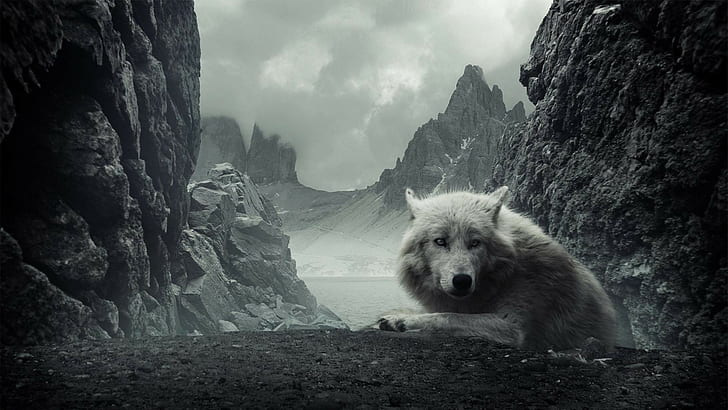 lobo branco, animais, lobo, HD papel de parede