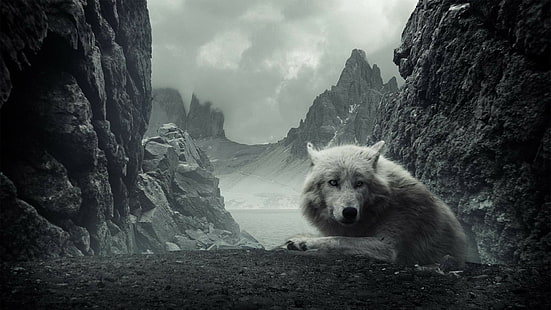 loup blanc, animaux, loup, Fond d'écran HD HD wallpaper