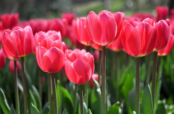 tulipa vermelha flores, tulipas, flores, canteiro de flores, borrando, HD papel de parede