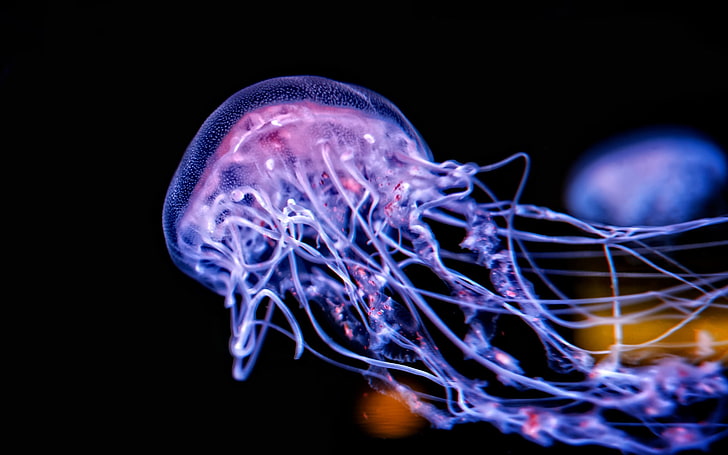 medusa viola, medusa, sott'acqua, mare, raggiante, sfondo nero, profondità di campo, violetta, Sfondo HD