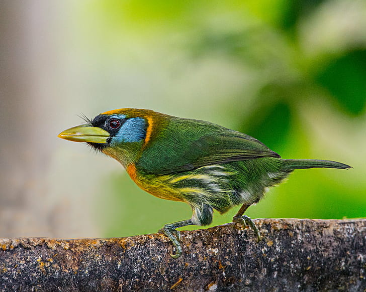 green and blue bird perching on tree branch in closeup shot, green, blue bird, tree branch, closeup, shot, Red-headed Barbet, female, bird, animal, wildlife, nature, beak, bird Watching, multi Colored, outdoors, feather, animals In The Wild, branch, close-up, HD wallpaper