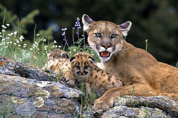 Leone di montagna con cuccioli, madre, leone di montagna, cuccioli, gattini, animali, Sfondo HD