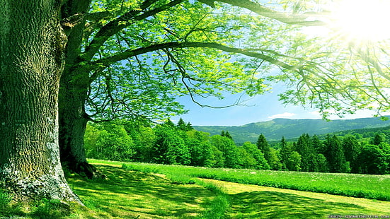 natur, 2560x1440, sommar, träd, himmel, sol, hd natur, HD tapet HD wallpaper