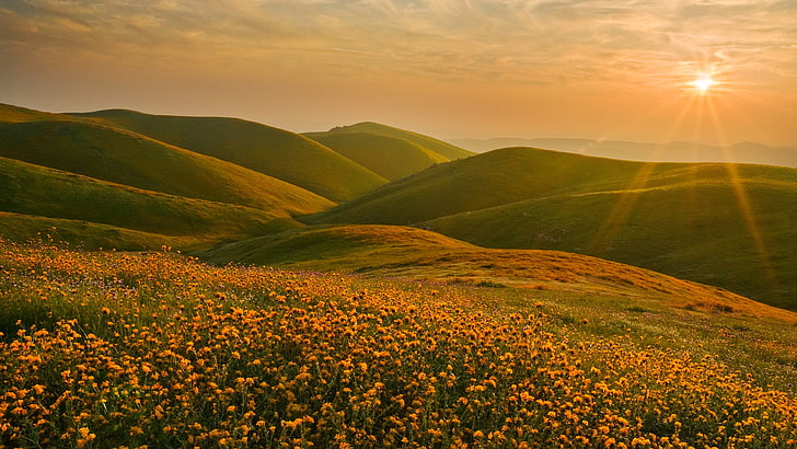 green mountain, hills, Sun, landscape, nature, flowers, yellow flowers, HD wallpaper