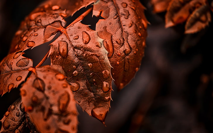 фотография отблизо на водни роси върху кафяви листа, листа, HD тапет