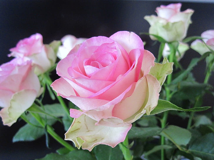 Soft pink, pink-and-white roses, nature, roses, photography, rose, HD wallpaper