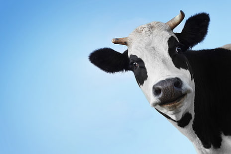 white and black cow, face, cow, Bessie, HD wallpaper HD wallpaper