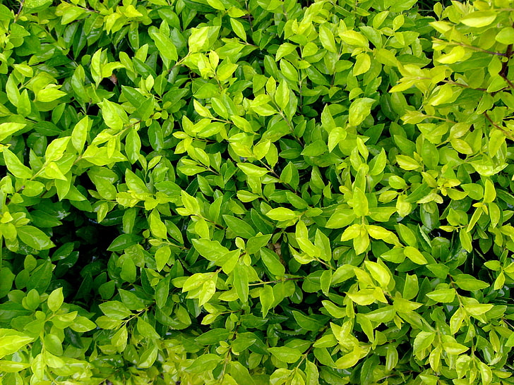 녹색 잎, 자연, HD 배경 화면