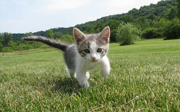kurzhaariges weißes Kätzchen, Katze, Tiere, HD-Hintergrundbild