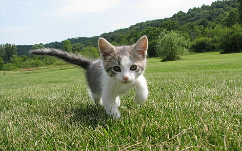 kurzhaariges weißes Kätzchen, Katze, Tiere, HD-Hintergrundbild HD wallpaper
