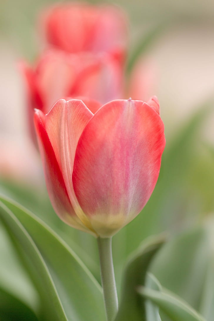 red flower plant, Tulip, Trio, flower, plant, floral, macro, close-up, tulips, bulbs, spring, bokeh, nature, petal, pink Color, flower Head, beauty In Nature, springtime, freshness, summer, HD wallpaper