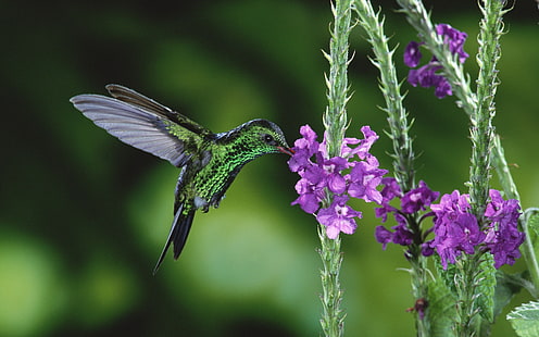 Nettare di colibrì, nettare, colibrì, Sfondo HD HD wallpaper