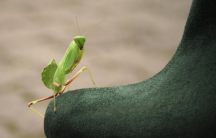 green praying mantis, mantis, insect, close-up, HD wallpaper
